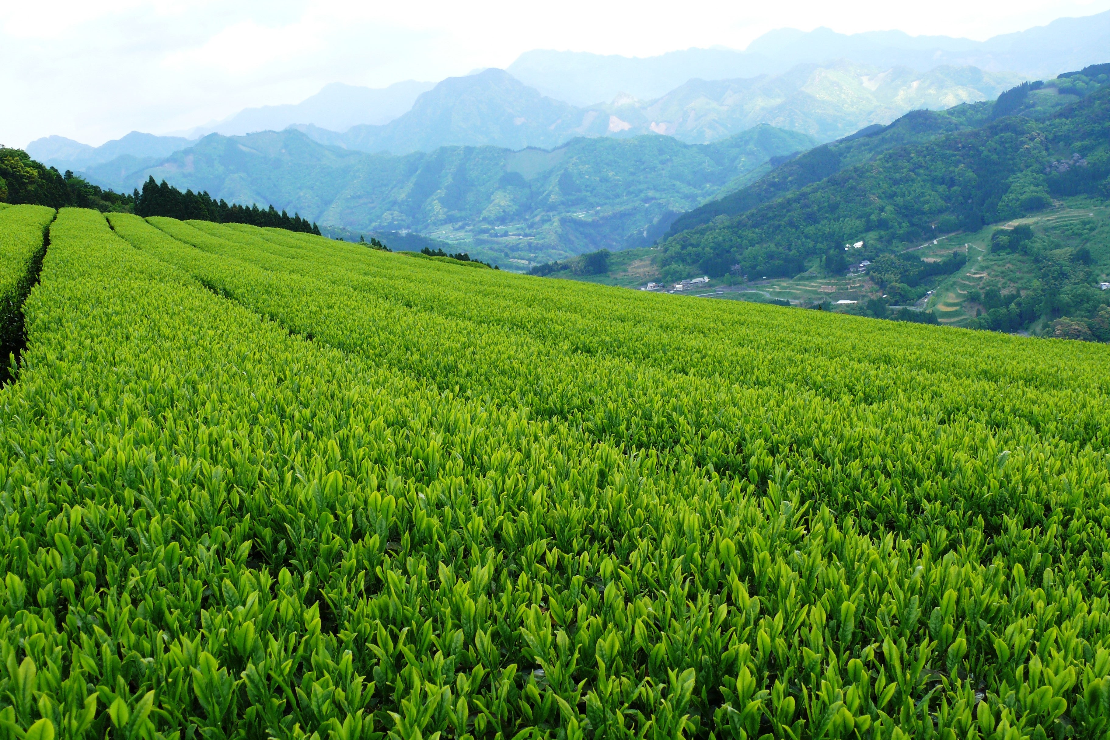 Organic Tea