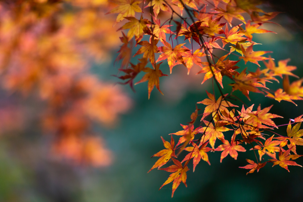 The Return of the 88th Night - A Seasonal Story in Your Cup