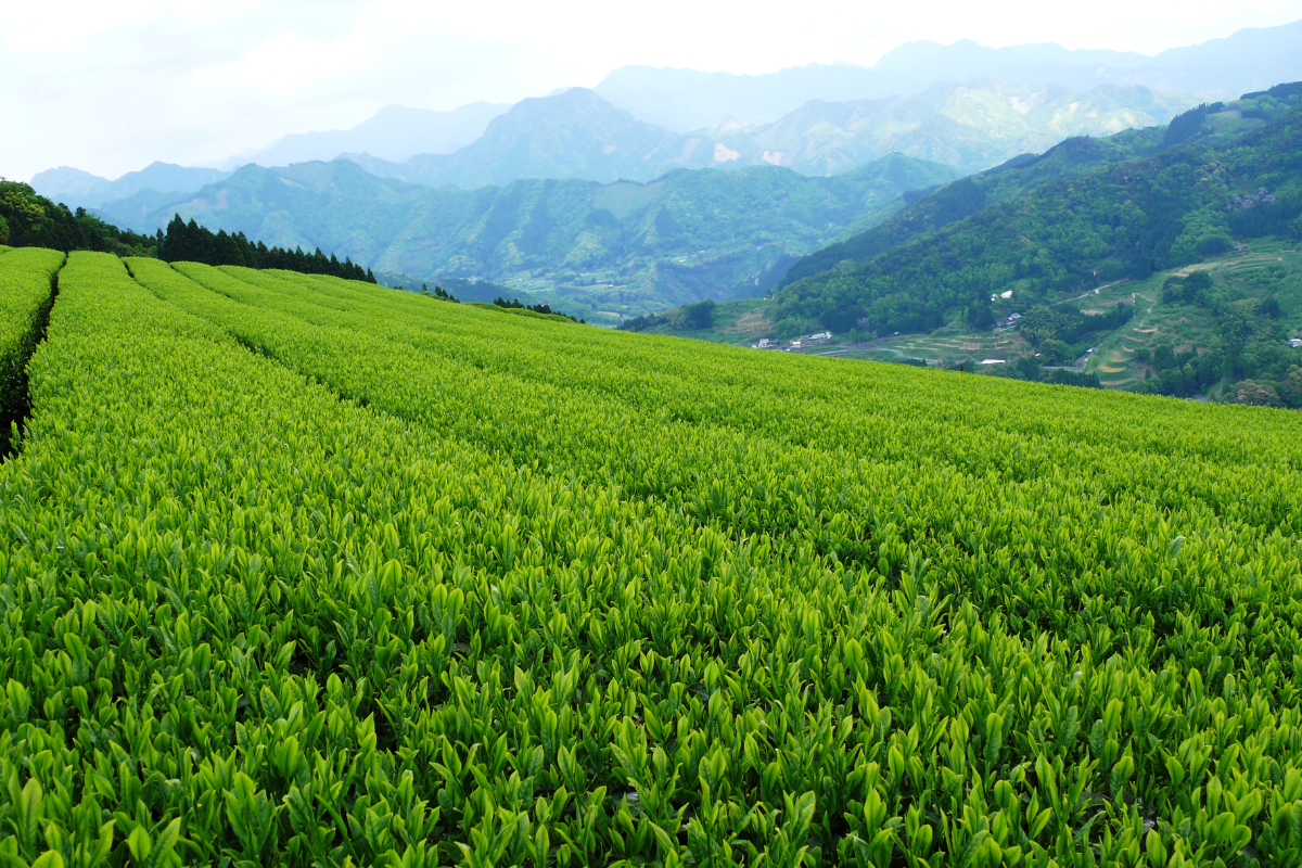 Higashiyama’s Tea Legacy: The Art and Tradition of Awagatake