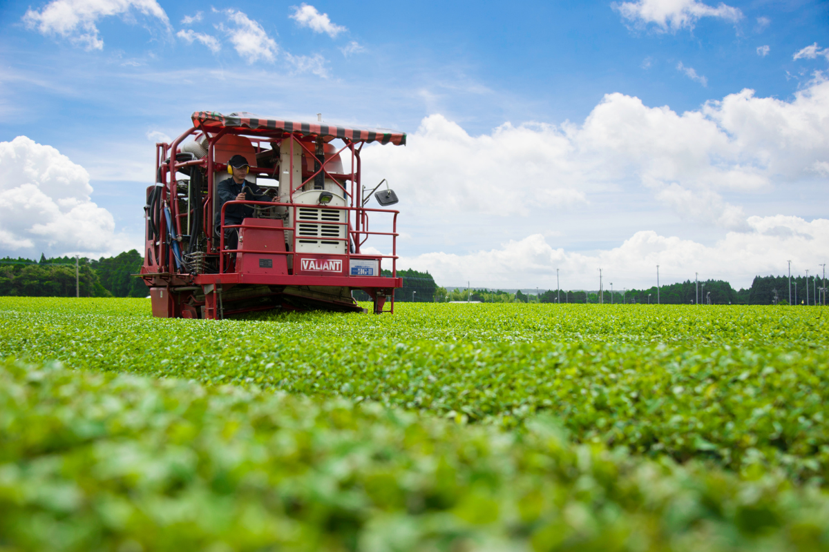 The Beginnings of Ureshino Tea