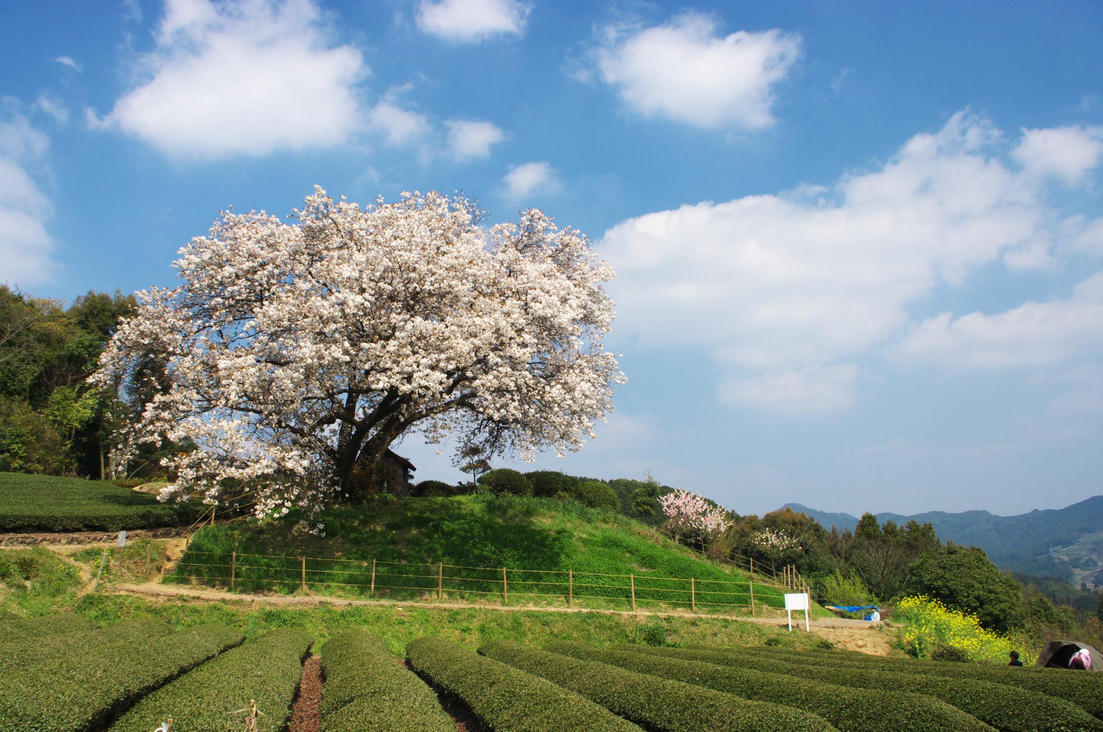 Ureshino tea field and a sakura tree in blossom