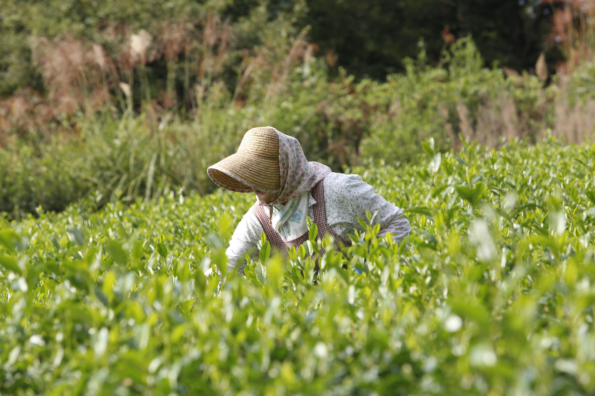 Chikiriya Tea House｜Blog｜About tea｜All about Shincha