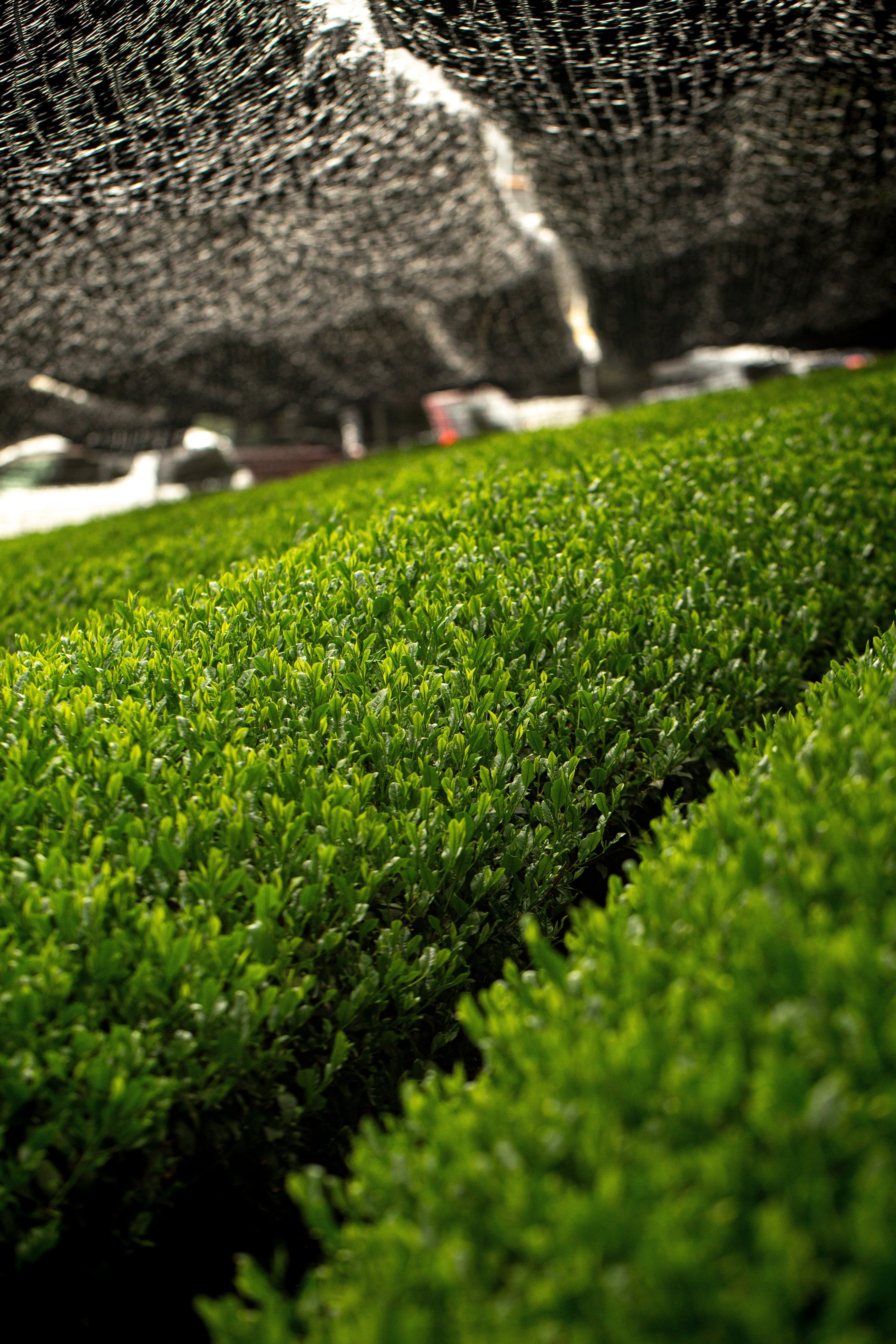 Tea for Your Body and Mind: How Your Cup Nourishes You