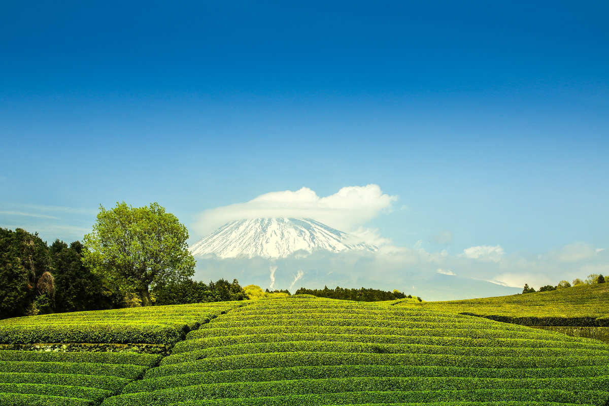 The Beginnings of Shizuoka Tea